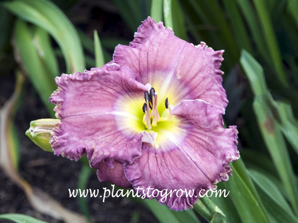 Magic Amethyst Daylily
27 inches tall
5.5 inch amethyst lavender blend with green throat 
early to mid season rebloomer
dormant, tretraploid
(Stamile, 1996)